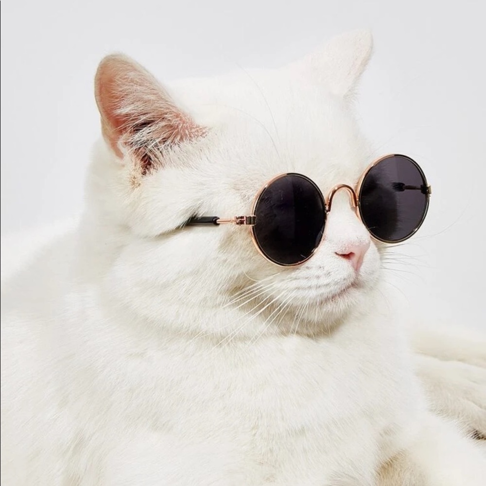 Cat Dog sunglasses round metal gold frame sunnies - Picture 4 of 10
